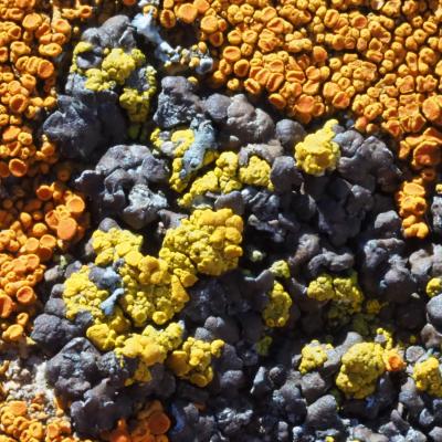 Pierreml lichens p5230105