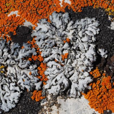 Pierreml lichens p5230175