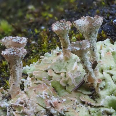 Pierreml lichens p5240397