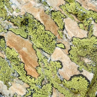 Pierreml lichens rhizocarpon geographicum sur quartzite