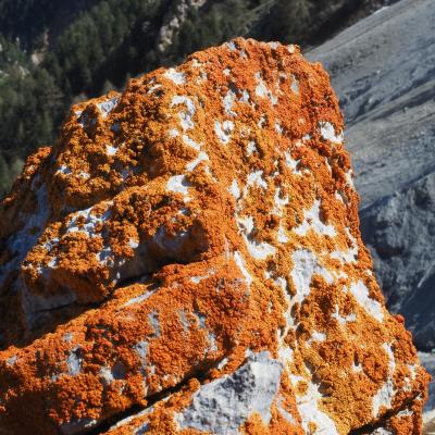 Pierreml lichens xanthoria elegans