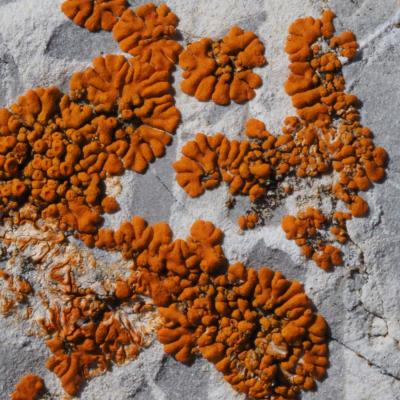 Pierreml lichens xanthoria elegans2