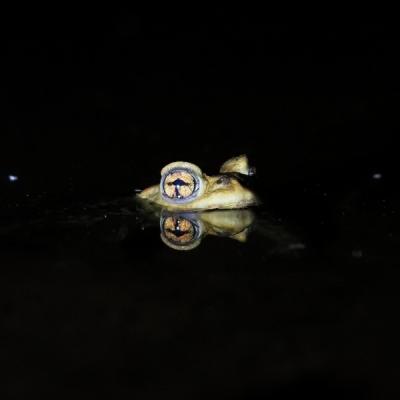 Pierreml nuit5 crapaud commun redimensionner