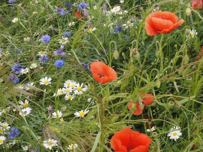 Pierreml prairiesfleuries p6240034 0 redimensionner