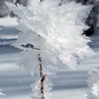 Pierreml rose de glace neige glace