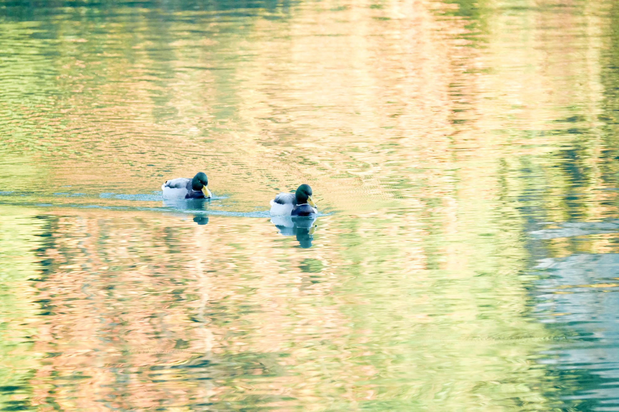Canards colverts mâles