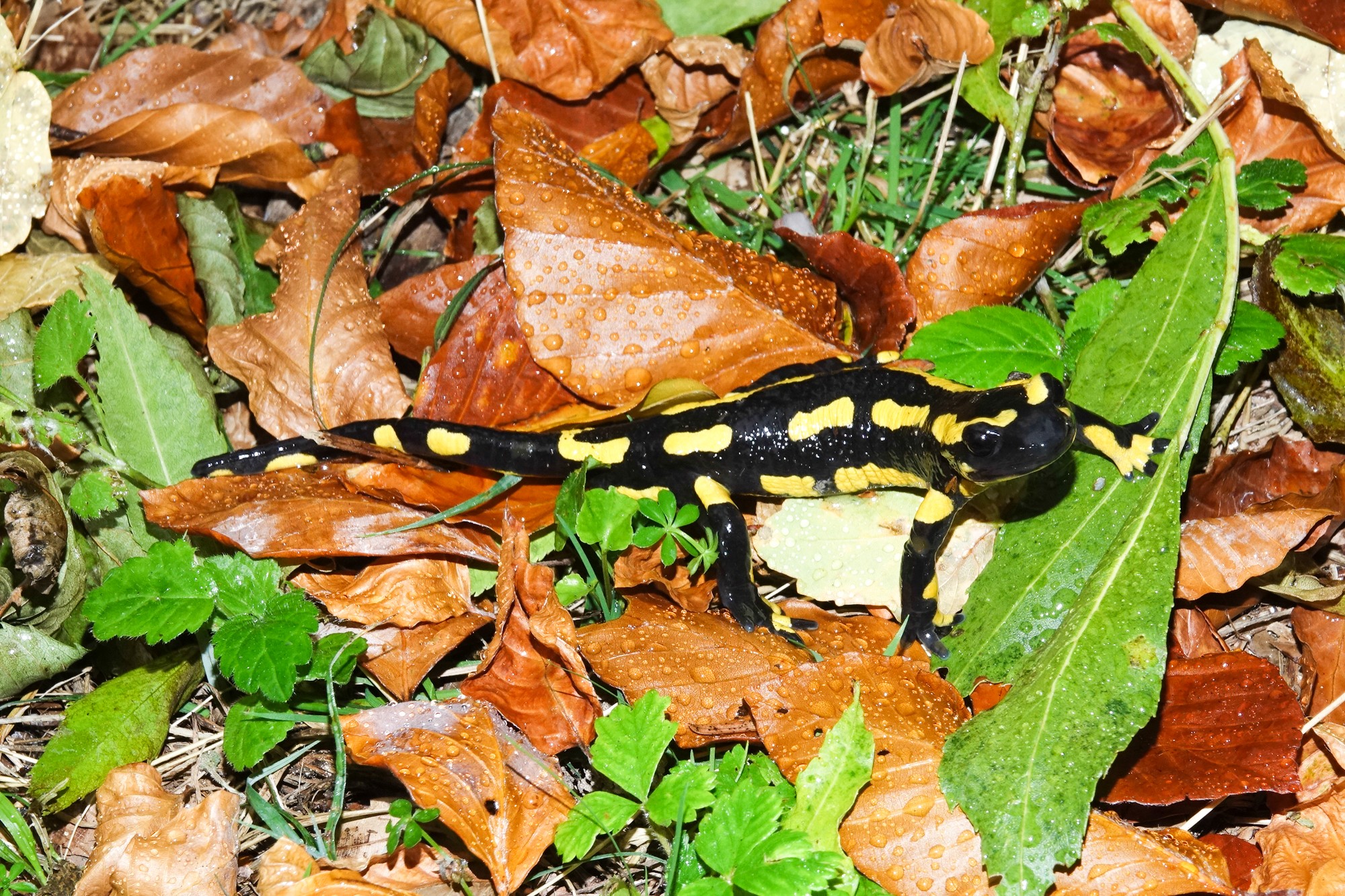 Salamandre tachetée, sous la pluie bien sûr !