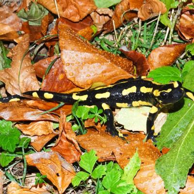 Salamandre tachetée, sous la pluie bien sûr !