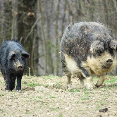 Cochons poilus