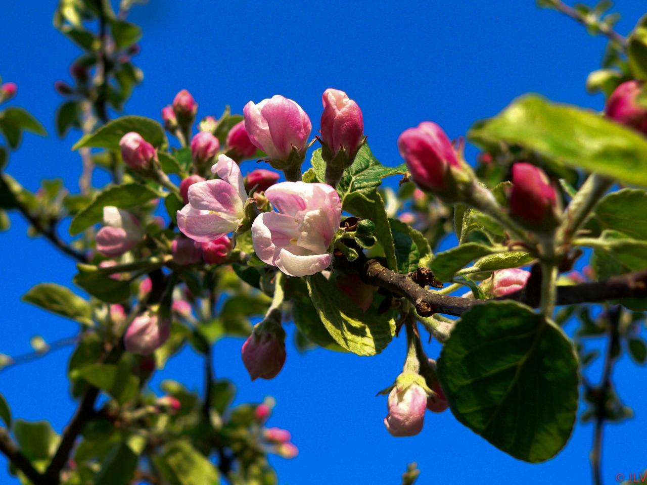 pommier en fleurs