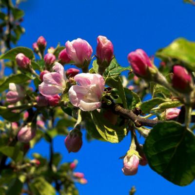 pommier en fleurs