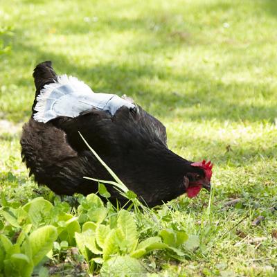 Poule noire habillee