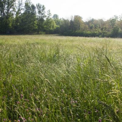 Prairie redimensionner 1