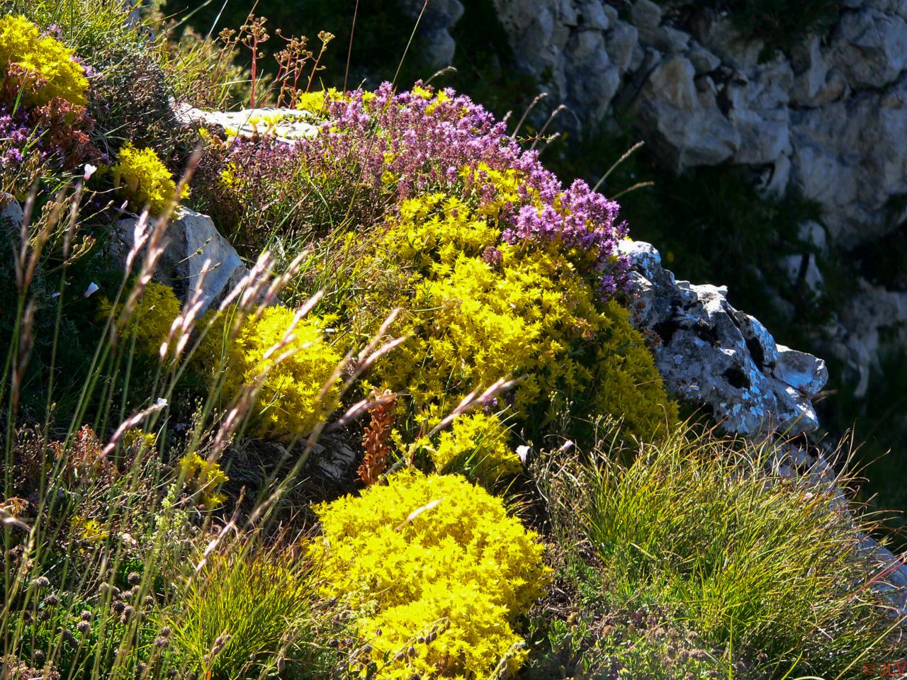 printemps au but de St Genix