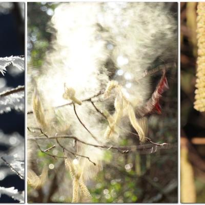 Promesse de printemps