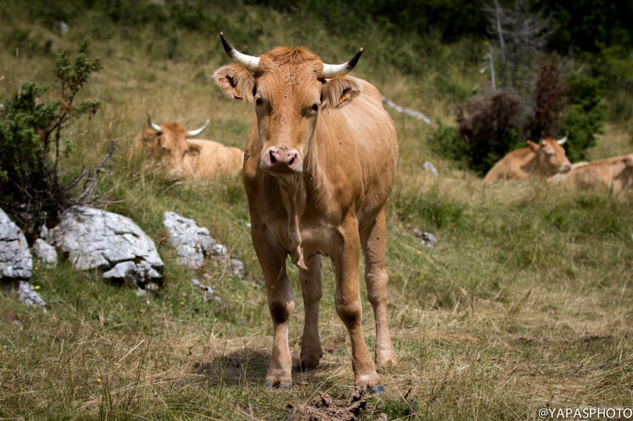 vache villarde (chez Sébastien Revol)
