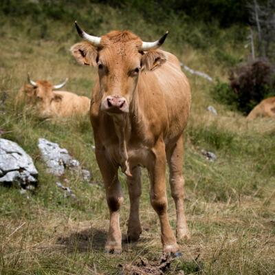 vache villarde (chez Sébastien Revol)