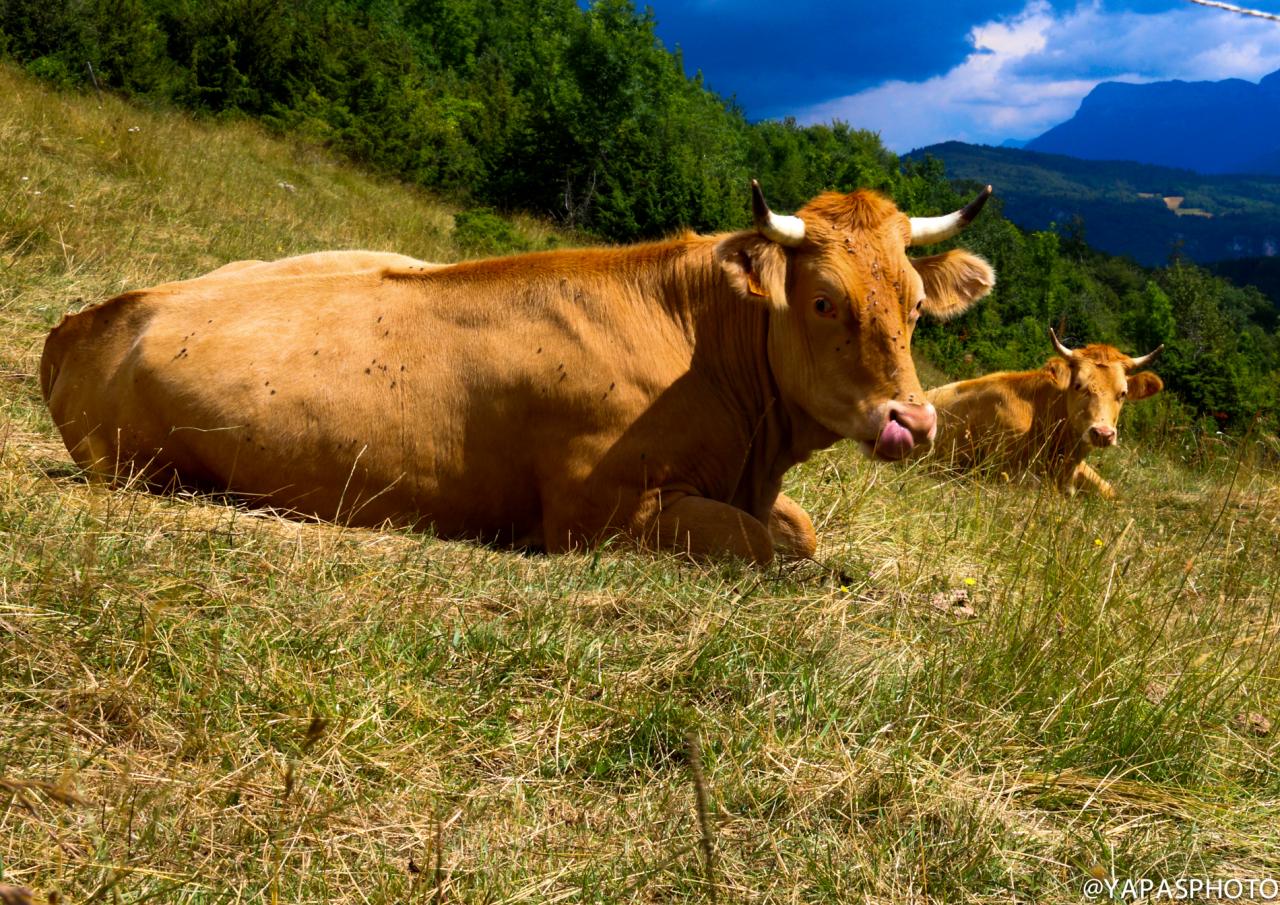 vache villarde (chez Sébastien Revol)