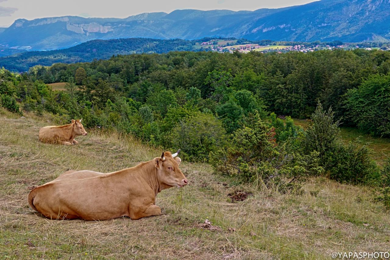 vache villarde (chez Sébastien Revol)