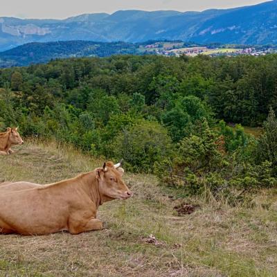 vache villarde (chez Sébastien Revol)