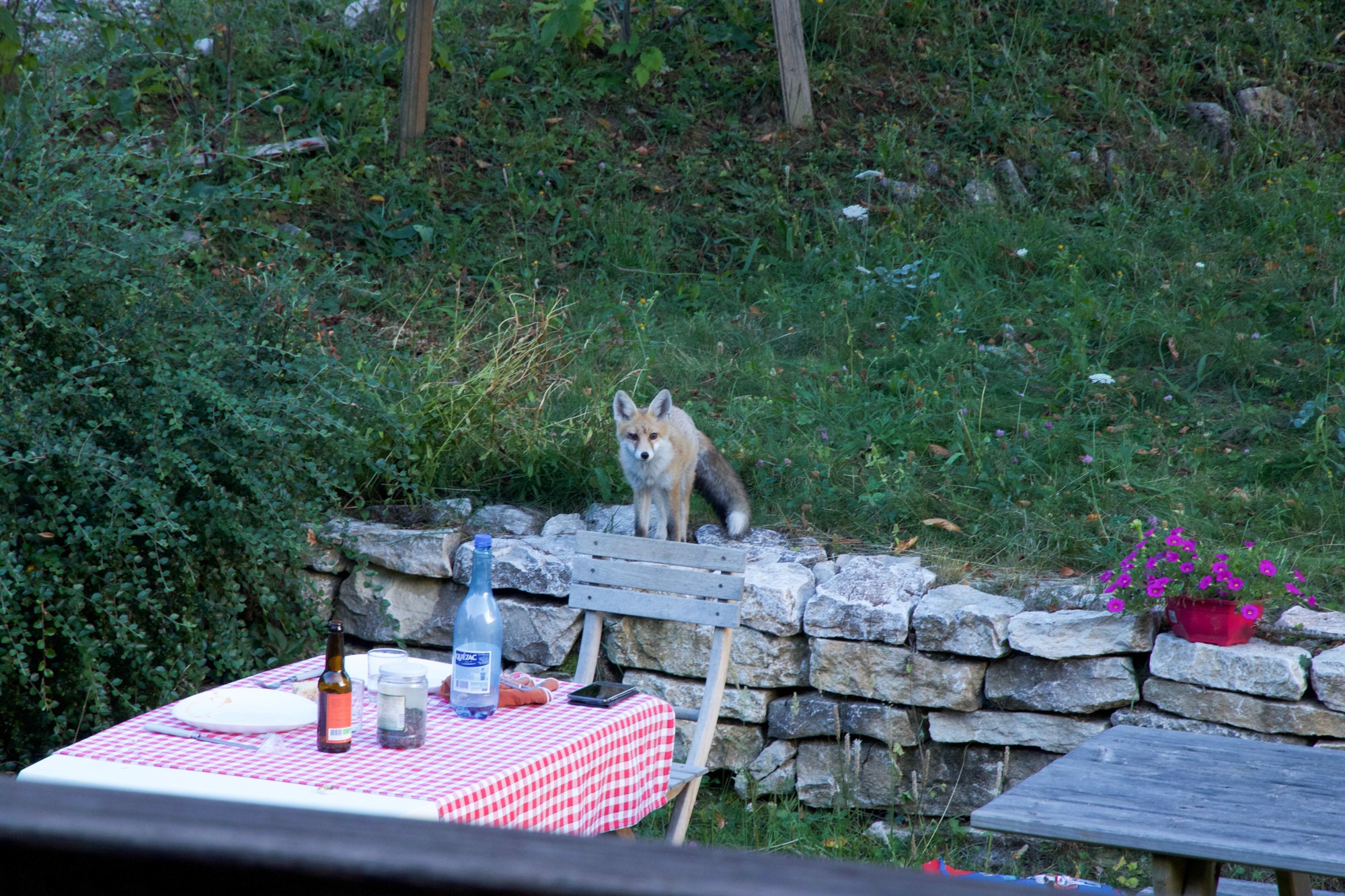 Renard s'invite a notre table