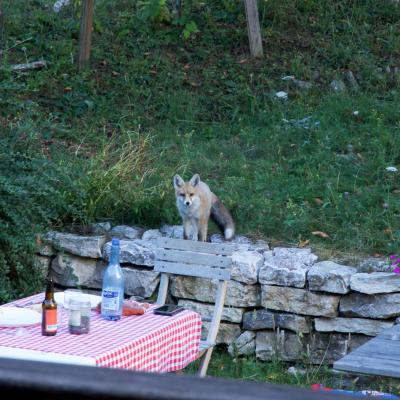 Renard s'invite a notre table