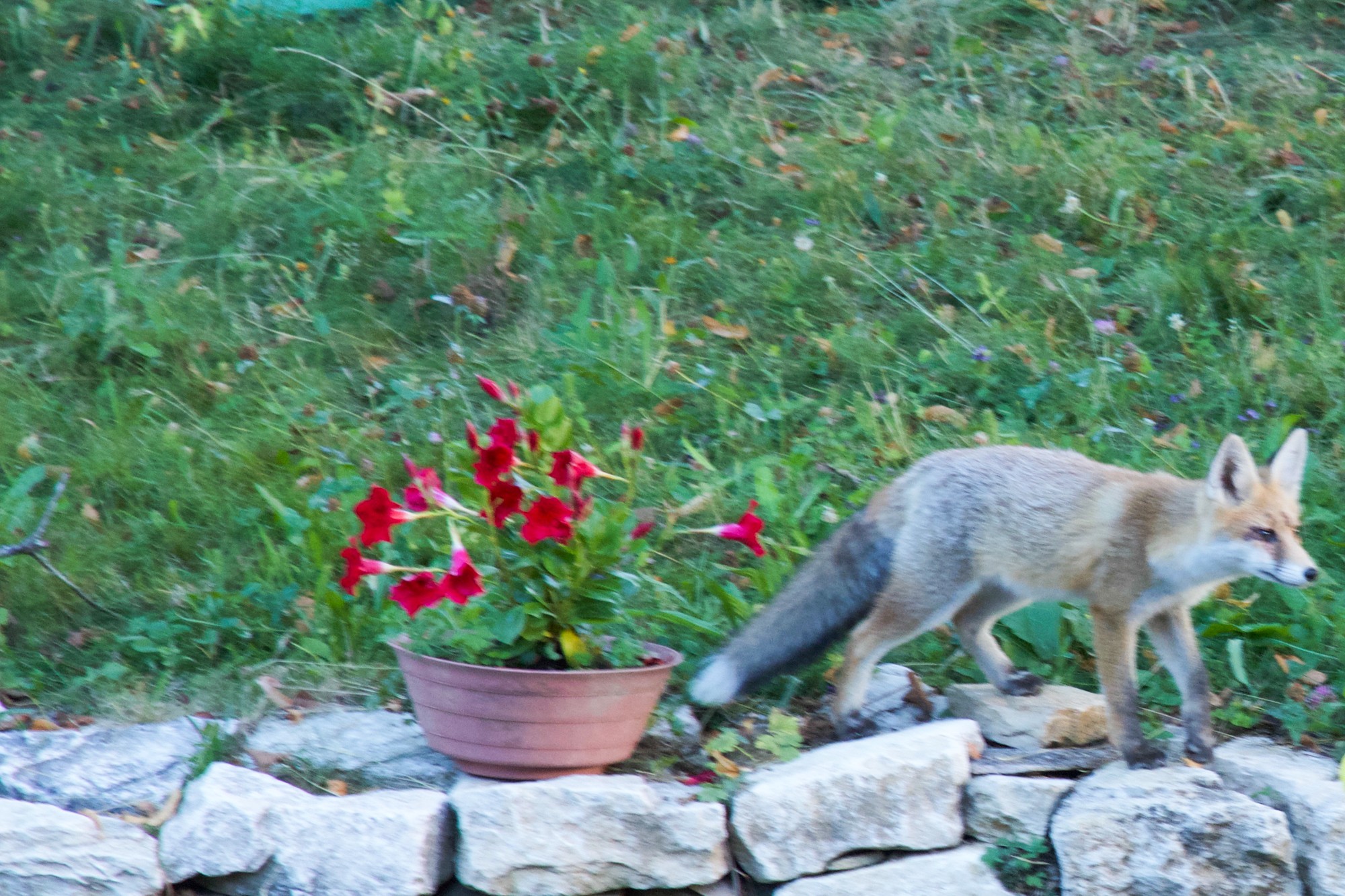 Renard un invite inattendu 