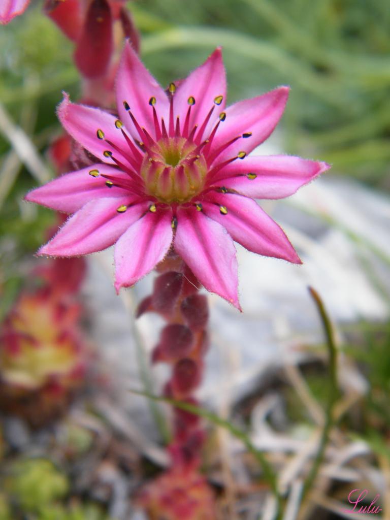 Rose bonbon
