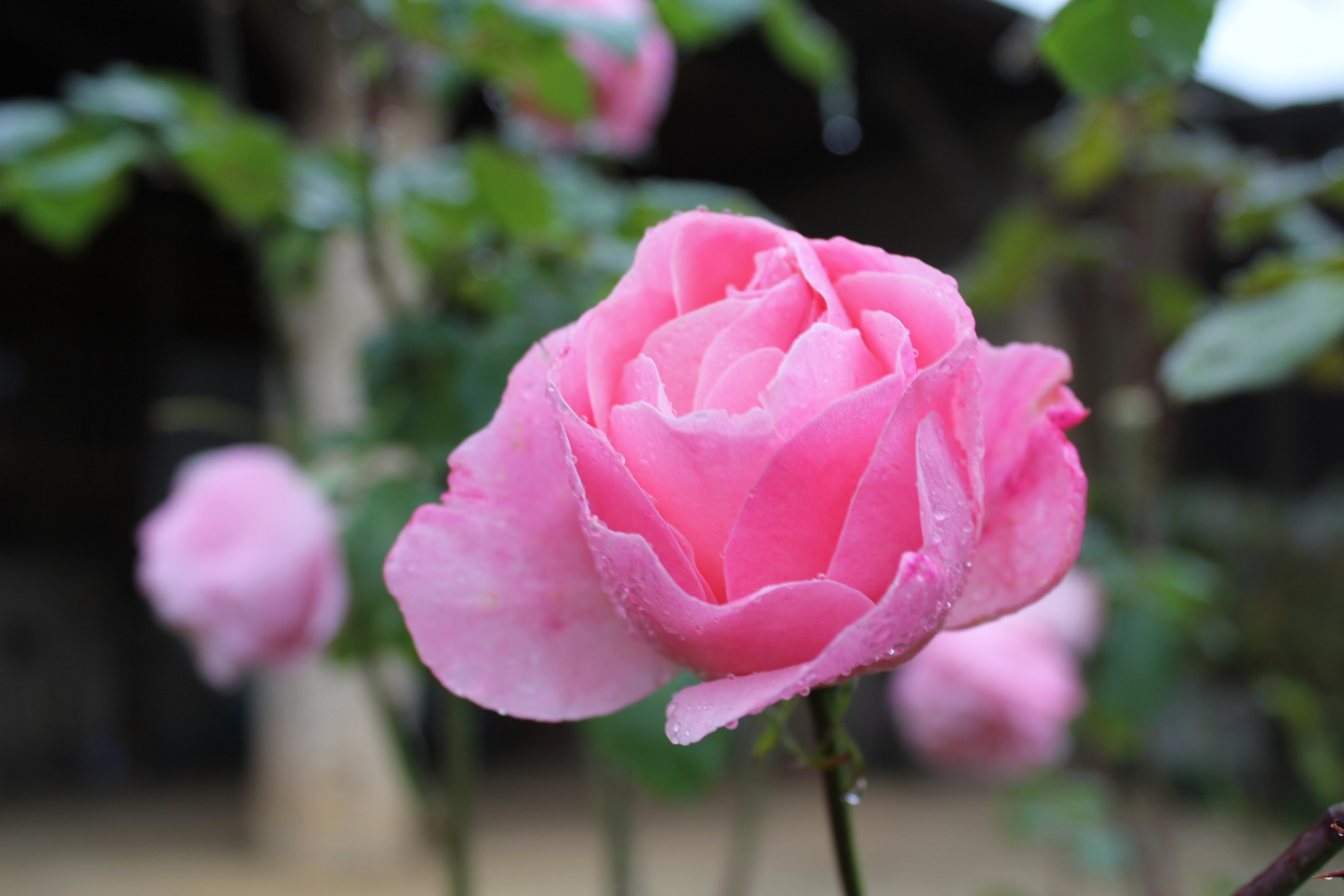 Rose et rosee par charlie couvreur