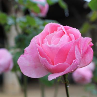 Rose et rosee par charlie couvreur