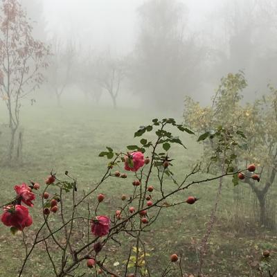 Roses brume par marie odile b