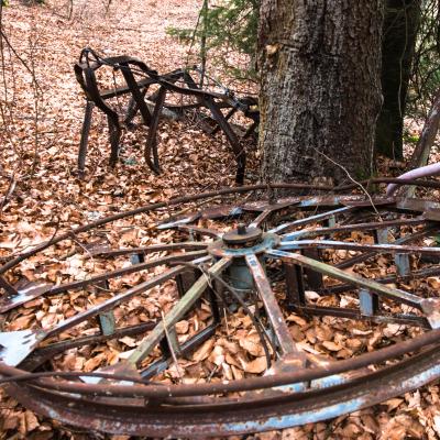 sans la neige, les arbres remplacent les remontées mécaniques y-2