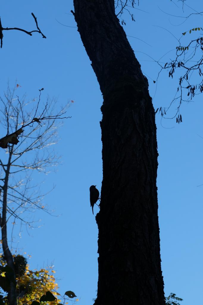 Il est beau l'oiseau.