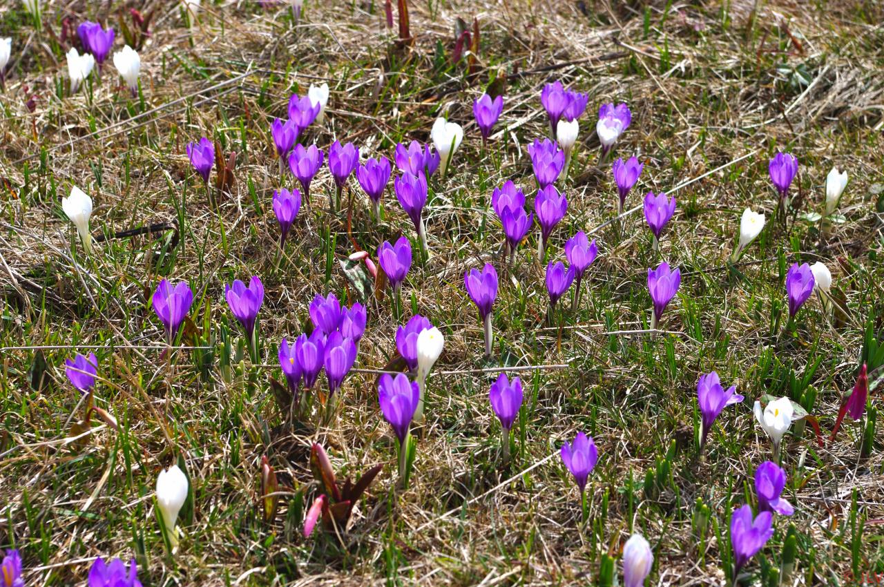 tapis de crocus aux gagères