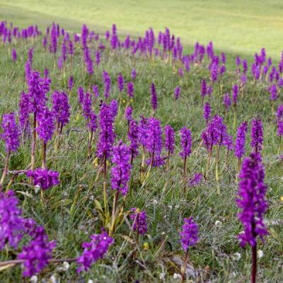 Thierrylth img prairies 1129 