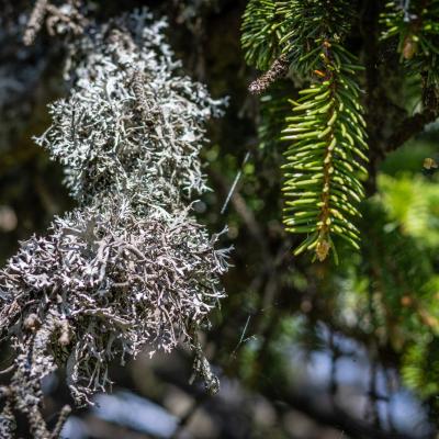 Thierrylth lichens img 5182