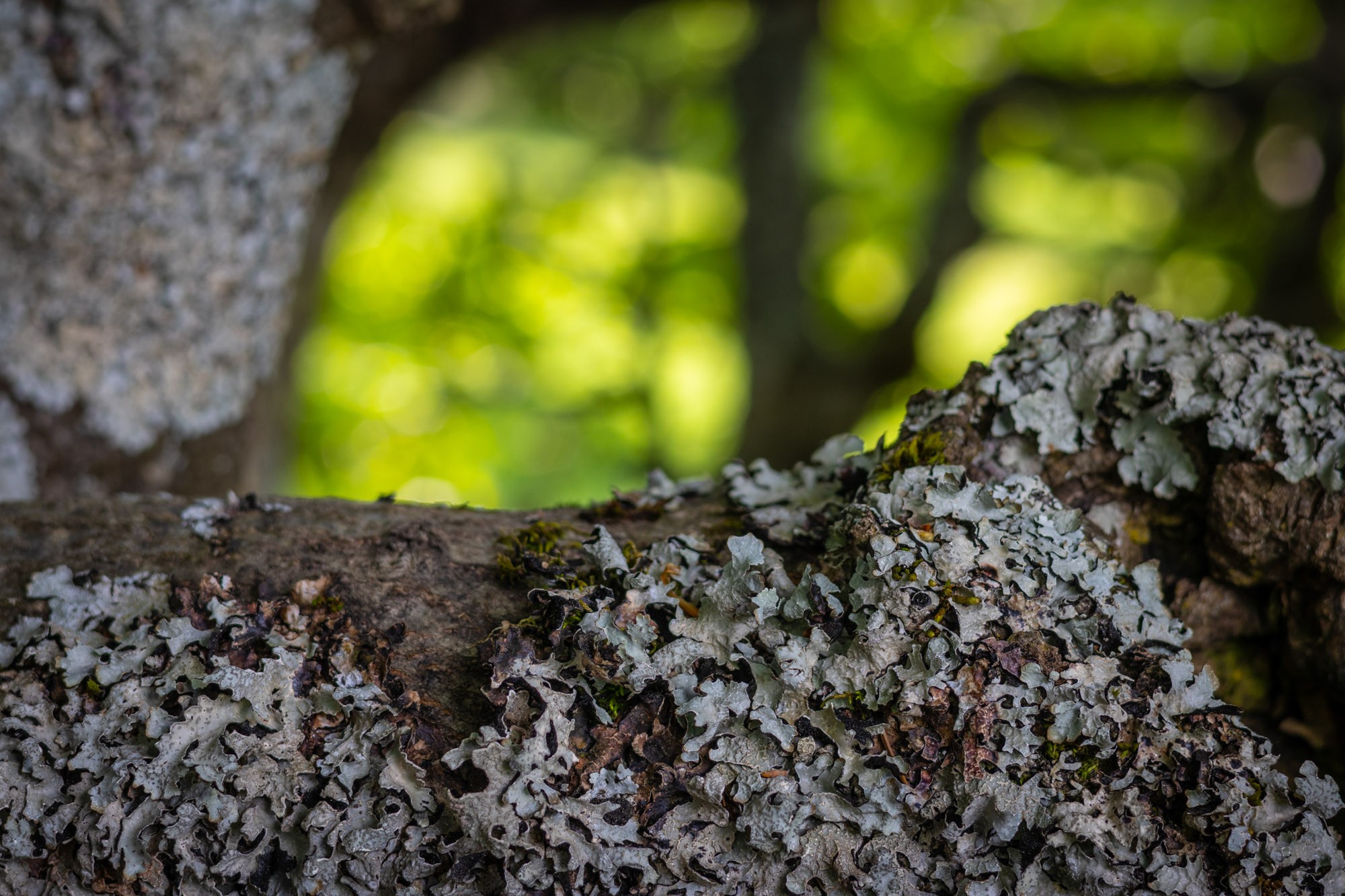 Thierrylth lichens img 5183