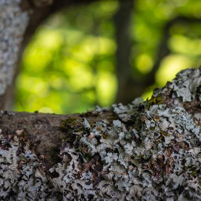 Thierrylth lichens img 5183