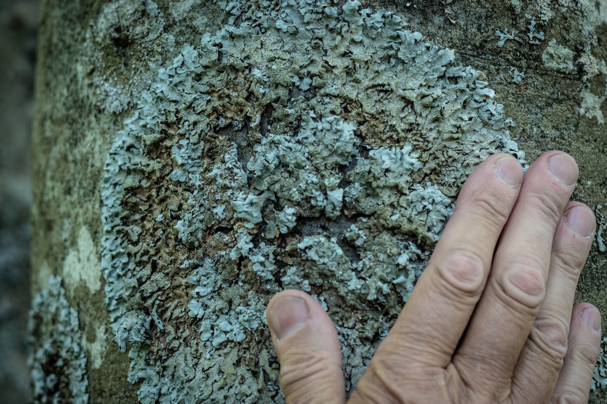 Thierrylth lichens img 5184