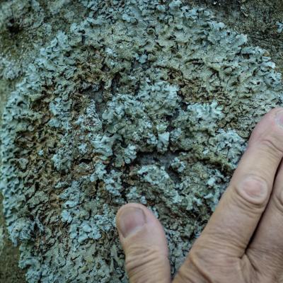 Thierrylth lichens img 5184