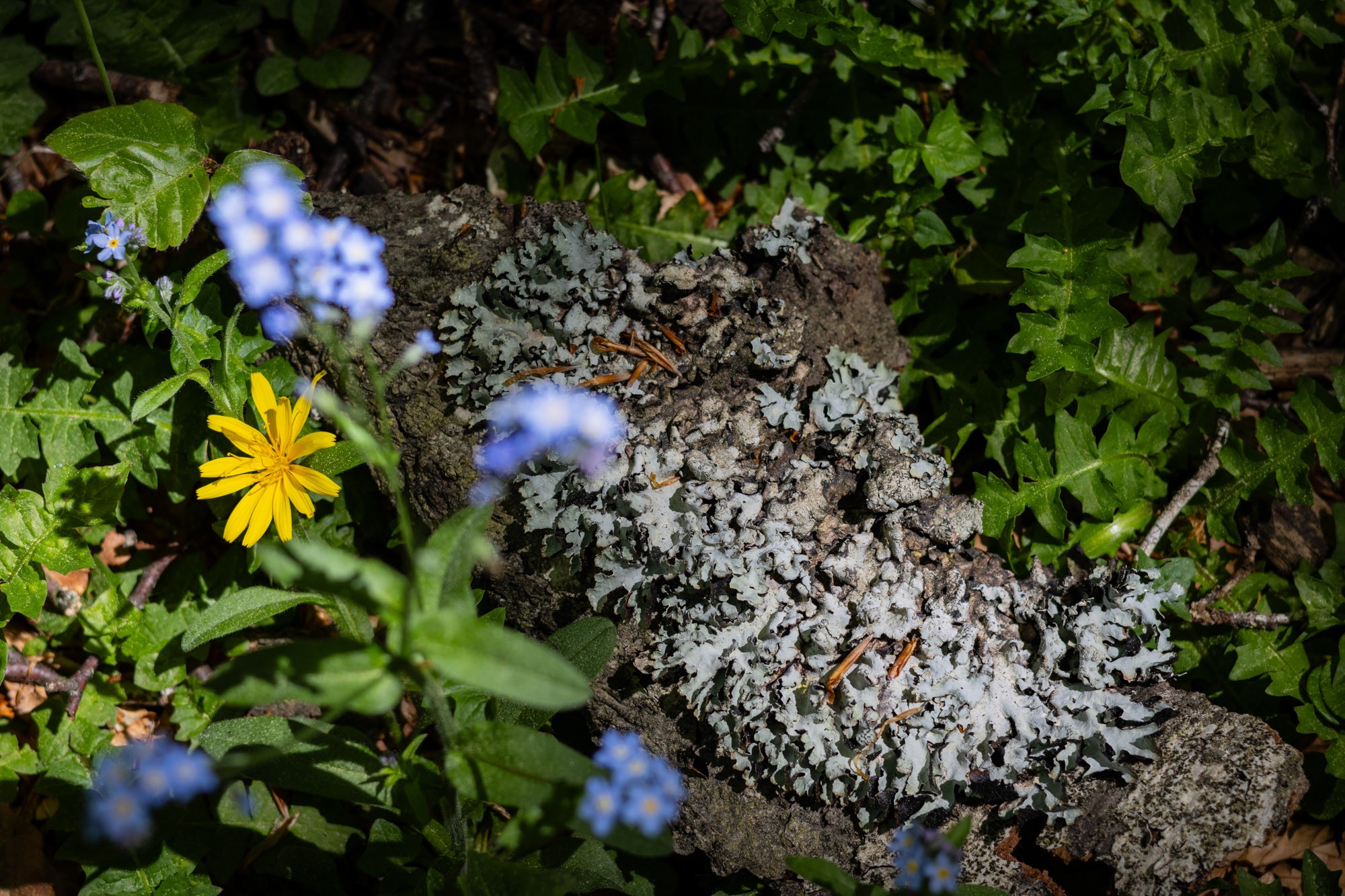 Thierrylth lichens img 5186 1 
