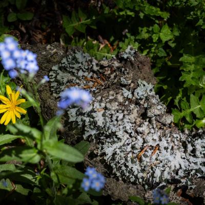 Thierrylth lichens img 5186 1 