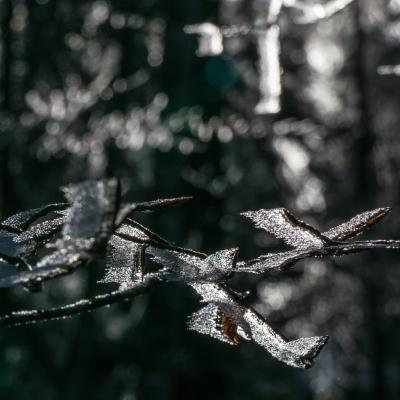 Thierrylth papillon2glace 1210815