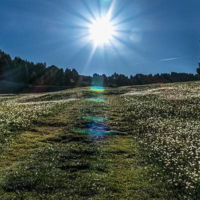 Thierrylth prairies 1380455 
