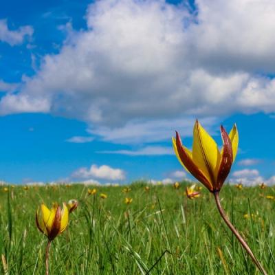 Thierrylth prairies img 1253 