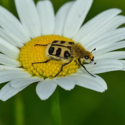 Trichrie fasciée sur marguerite