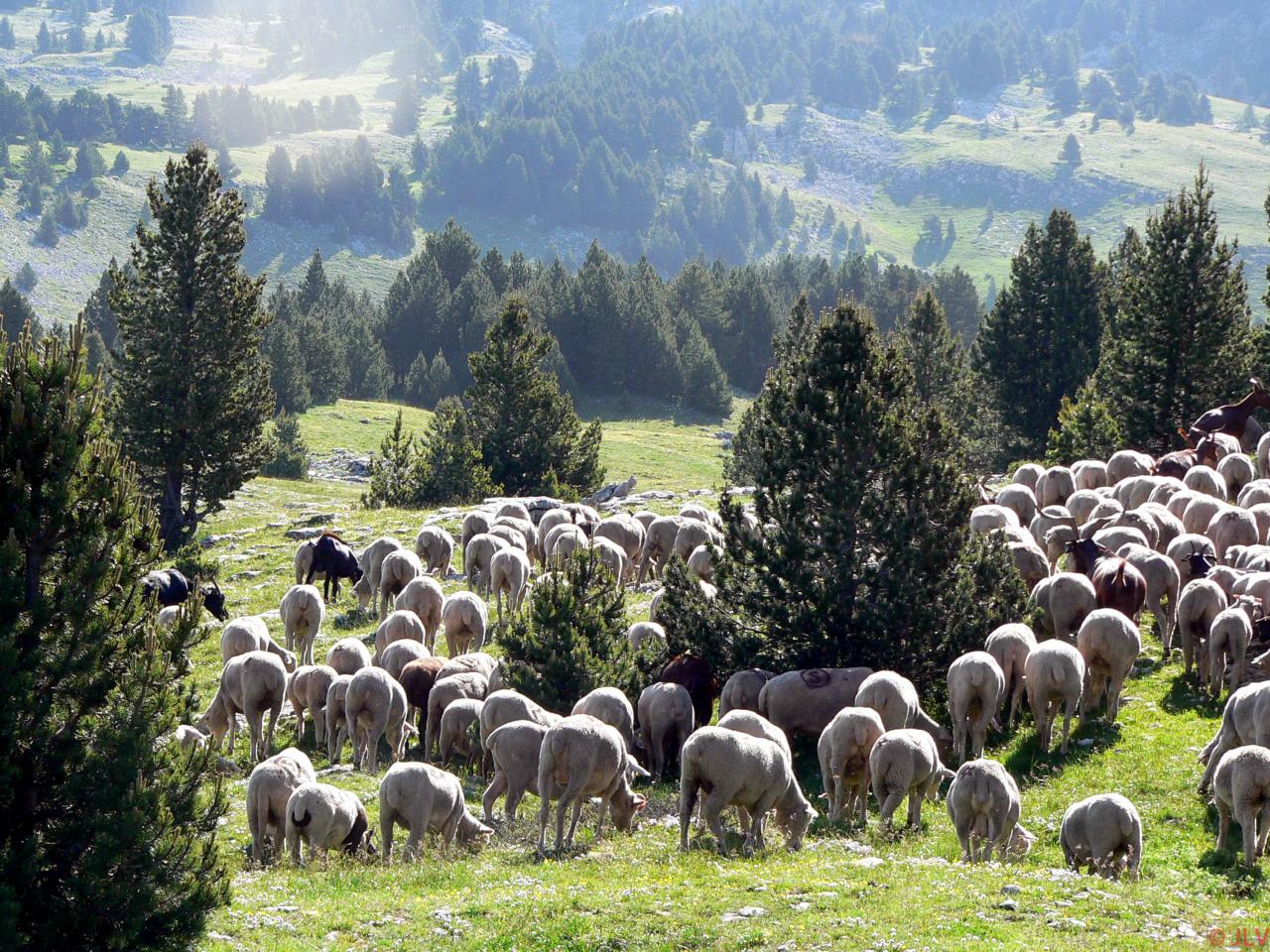 troupeau de brebis de la bergerie du faisan, saint Agnan