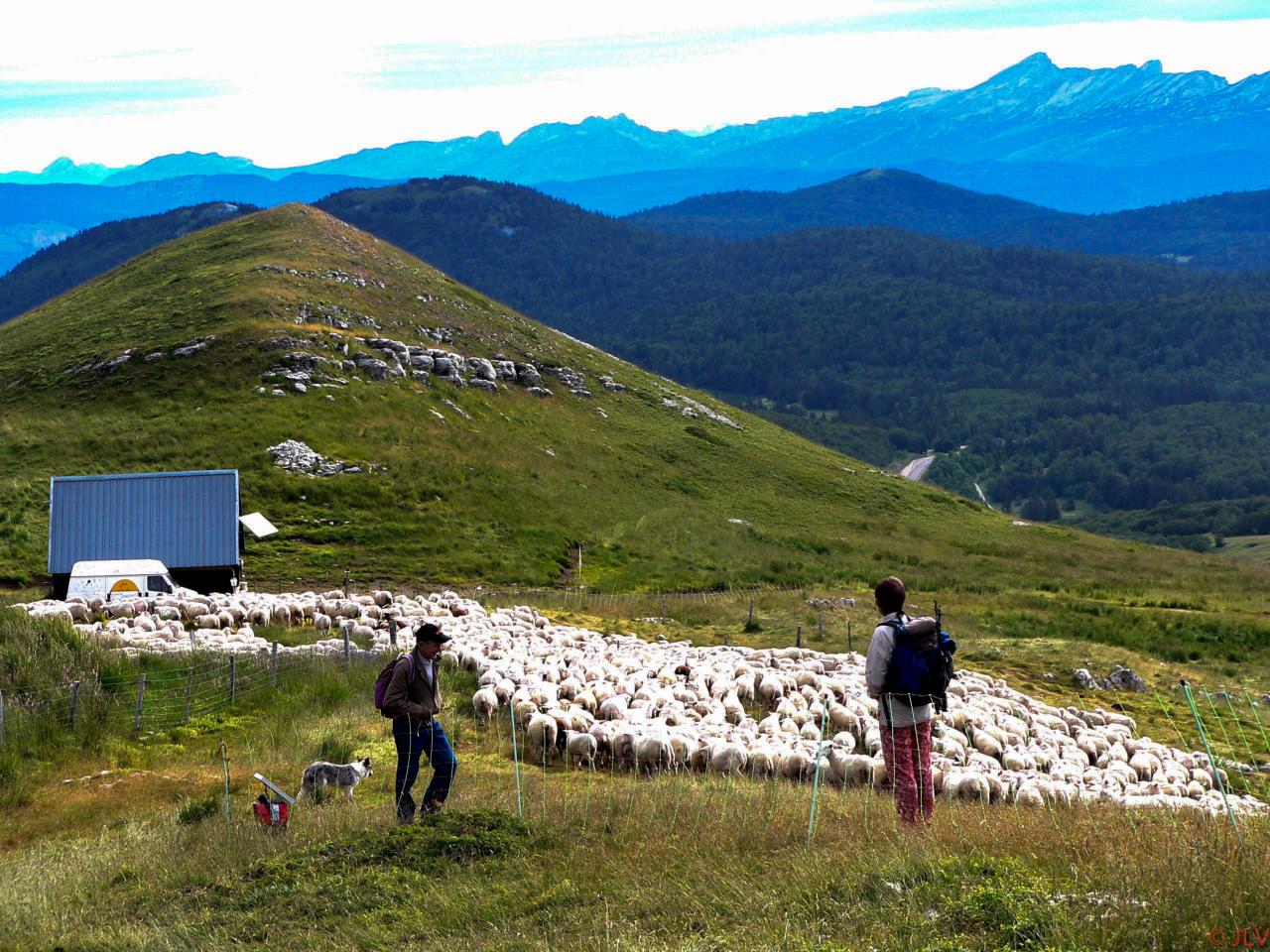 troupeau sur le Montué