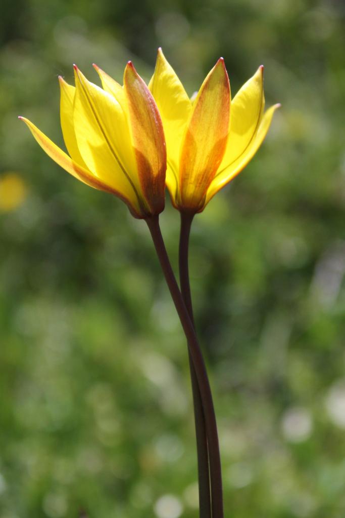 tulipes amoureuses