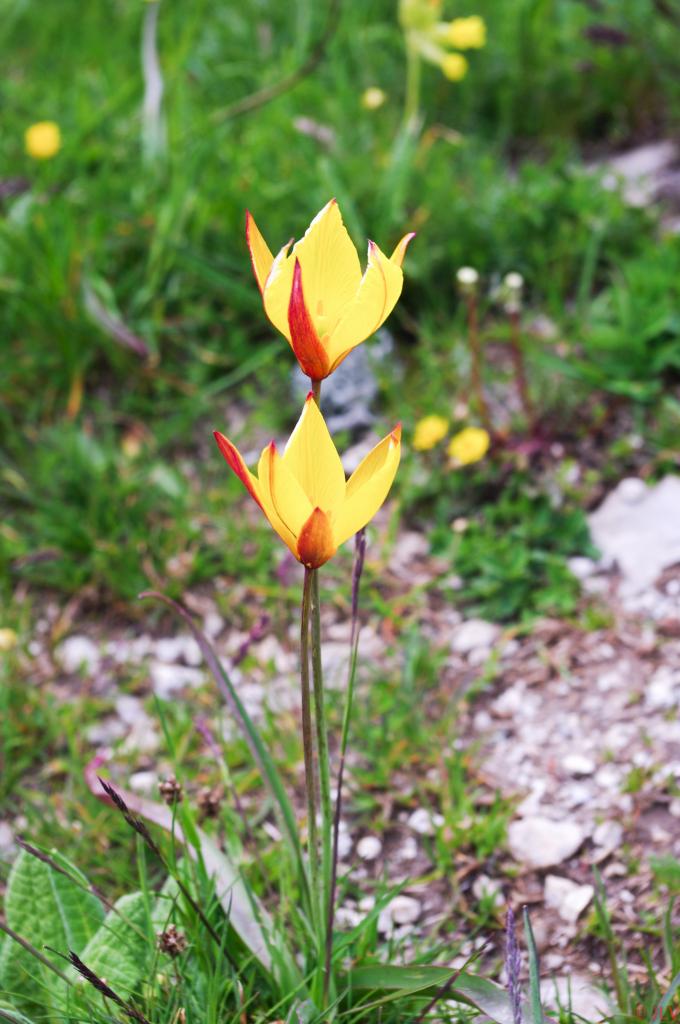 tulipes sauvages